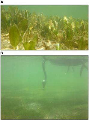 Increased extent of waterfowl grazing lengthens the recovery time of a colonizing seagrass (Halophila ovalis) with implications for seagrass resilience